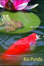 Koi Ponds