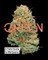 Green: A Field Guide to Marijuana