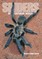 Spiders of Southern Africa