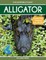 Alligator