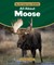 All about Moose