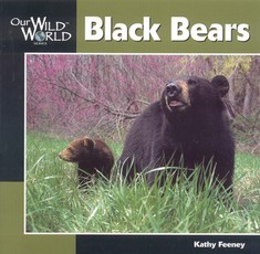 Black Bear