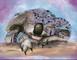 Deimantinė mozaika KOALA DREAMS 45,5x35,5