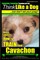 Cavachon, Cavachon Training AAA Akc - Think Like a Dog, But Don't Eat Your Poop!