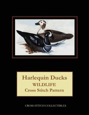 Harlequin Ducks