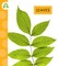 Leaves