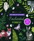 Brain Games - Sticker by Number: Enchanted Forest (24 Images to Sticker)