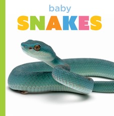 Baby Snakes