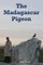 The Madagascar Pigeon