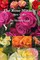 The Rose Miracle