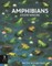 Amphibians Everywhere