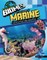 Exploring Marine Ecosystems and Habitats