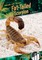Fat-Tailed Scorpion
