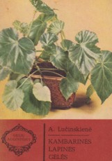 Kambarinės lapinės gėlės