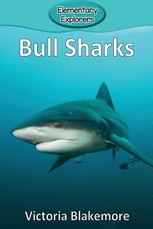 Bull Sharks