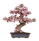 Medinis konstruktorius ROBOTIME „Sakura Bonsai 3D“, 263 dalių