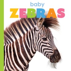 Baby Zebras