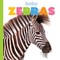 Baby Zebras
