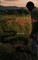 Snake In The Grass and other poetry