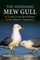 The the Vanishing Mew Gull