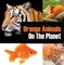 Orange Animals On The Planet