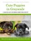Cute Puppies