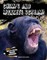 Chimps and Monkeys Scream!