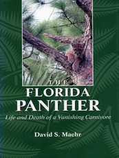 Florida Panther