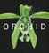 Orchid