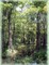 General Botany Laboratory Manual