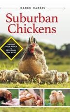 Suburban Chickens