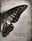 The Chemistry of Memory