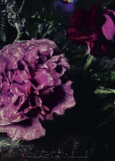 Užrašinė. Slapta meilė: Dvaro istorijos (knyga su defektais)