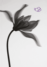 2026 m. A5 darbo kalendorius KONTRASTAS