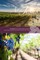 Abiding in the Vine