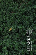 Islands (Special Edition)