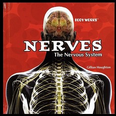Nerves