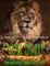 Lions of the Old West: A Pair of Historical Romances