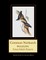 Common Nuthatch