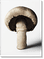 The Gourmand's Mushroom. A Collection of Stories & Recipes