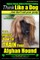 Afghan Hound, Afghan Hound Training - Think Like a Dog But Don't Eat Your Poop! - Afghan Hound Breed Expert Training