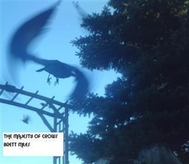 Majesty of Crows