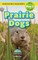 Prairie Dogs