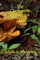 The Chanterelle Chronicles
