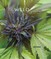 Weed