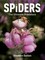 Spiders