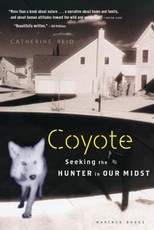 Coyote