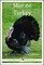 Meet the Turkey