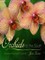 Kramer, J: Orchids for the South (el. knyga)