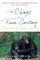 The Chimps of Fauna Sanctuary